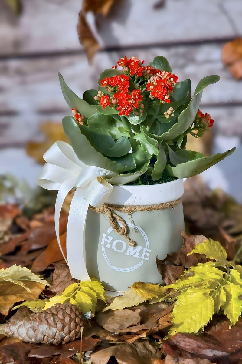 Cozy Indoor Settings